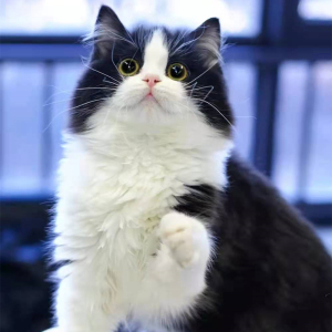 纯种黑白高地矮脚长毛英短猫咪奶牛拿破仑活体幼猫奶牛猫宠物猫