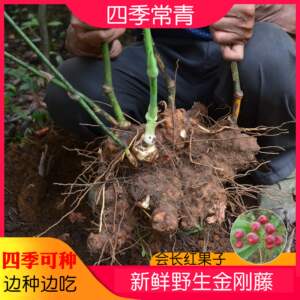 热卖金刚藤菝葜铁菱角小盆栽阳台植物好养四季南北方植苗结绿植.