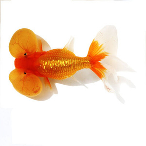 22观赏鱼活体金鱼淡水鱼精品红水泡金鱼五花红白黑水泡鱼苗渔场i