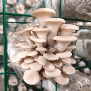 o22蘑菇菌种菌包种植包平菇香菇棒磨菇菌菇盒子幼儿园家庭室内可