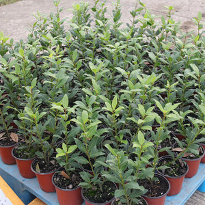 地中海香叶树苗