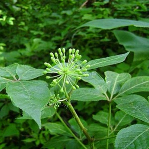 园艺刺五加v东北野生中草药五加皮种苗山野菜刺拐棒家庭盆栽庭院