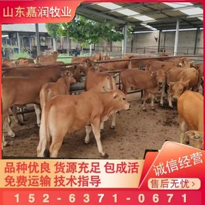 鲁西黄牛活体牛犊子出售西门塔尔牛杂交改良黄牛养殖技术