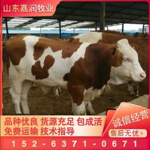 纯种西门塔尔牛活体小牛犊出售鲁西黄牛活苗牛崽养殖技术