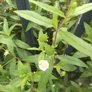 22天然新鲜墨f旱莲草深山农家现采黑墨草旱墨莲鳢肠草水旱莲500a.