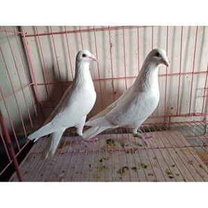 纯白信鸽活体鸽子赛鸽青年幼鸽观赏鸽成年种鸽打比赛鸽子包活一对