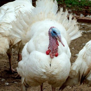 火鸡种蛋受精蛋可孵化特大珍禽纯种尼古拉700系大型火鸡种蛋30枚