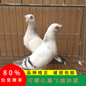 00yijiajiasi淘宝甘谷高飞鸽子活体种鸽高飞鸽子甘肃高飞白瓦班甘谷