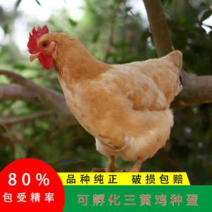 【快大三黄鸡种蛋】快大三黄鸡种蛋品牌,价格 - 阿里巴巴