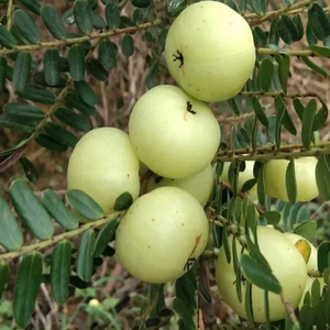广西野生牛甘果孕妇水果型油甘果新鲜余甘果甜滇橄榄余甘子果