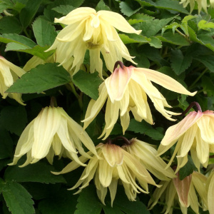 铁线莲海洋珍珠乡村玫瑰紫梦粉红玛卡爬藤植物长瓣系盆栽花苗