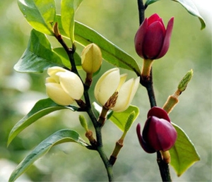 香妃含笑红花黄花含笑花苗庭院植物耐寒花卉盆栽四季开花带叶带花