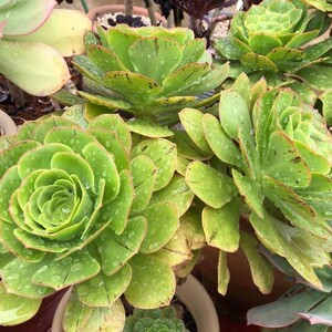 艳姿燕姿法师莲花掌属多肉植物多头群生老桩一图一物一拍
