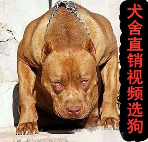 【美国比特犬】美国比特犬品牌,价格 - 阿里巴巴