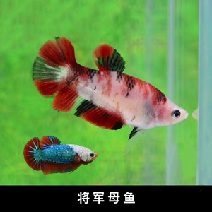 22泰国斗鱼活体将军公母繁殖koi大理石nfancy黑白黄红龙热带观赏