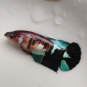 22泰国斗鱼将军母鱼koi将军母可繁殖观背锦鲤色混r养热带鱼观赏a.