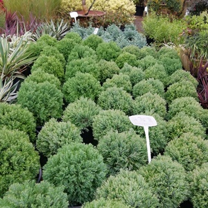 趣味耐寒观叶常绿小灌木球-皮秋柏树-庭院阳台户外花镜装饰盆栽