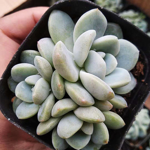 22蔓语园艺冰玉t冰淇淋多肉植物绿植花卉盆栽防辐射肉肉植物 多a.