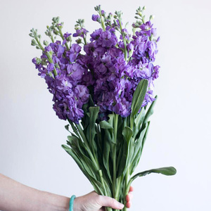 2222鲜花町紫罗兰b级以上昆明直发n金鱼草线条型i花材水养鲜切花