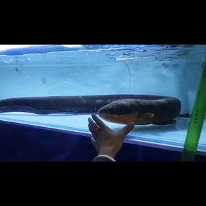 2222电鳗鱼活体南美进口大型凶猛鱼水中发电机会发电的鳗鱼鱼mea.