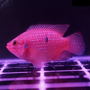 22血钻鱼红宝石红钻石慈鲷食土鲷观赏鱼水族淡水热带e热带鱼易养