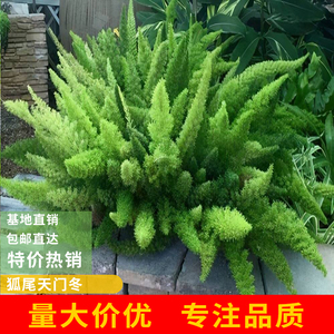 狐尾天门冬盆栽别墅庭院道路沿墙草观叶美观绿植四季常绿耐寒耐热