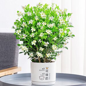 十里香盆栽九里香浓香四季开花老桩绿植七里香驱蚊植物花卉盆景大