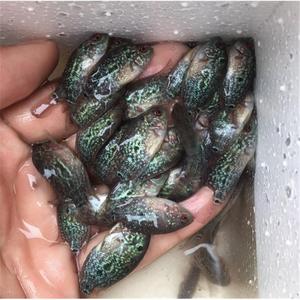 起头罗汉鱼苗蛇纹