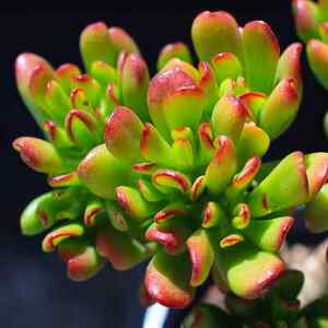 招财猫吸财树铲叶花月老桩多肉植物盆栽多肉绿植花卉超大室内组合