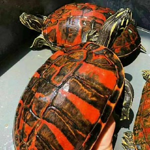 乌龟活物宽纹火焰龟苗子混养深水龟碌吃粪龟素食宠物龟冷水观赏龟