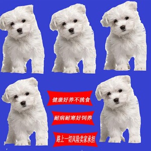 狗活幼体白色长毛串串狮子狗健康好养长不k大土狗田园犬小型不.