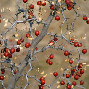 东北野生酸枣树苗中草药植物野枣苗家庭盆栽庭院地栽山枣苗易活