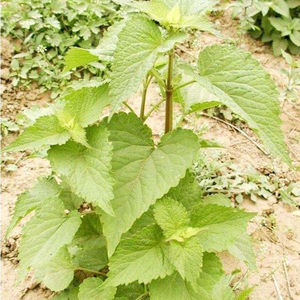 种子四季播食用药用藿香种子籽五香叶植物种子室外驱蚊种子3人付款6