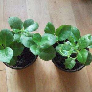 三七种植苗绿植可食用蔬菜三七苗中草药观赏药材藤三七苗盆栽家养