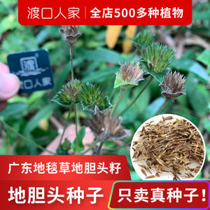 地胆头种籽种子地旦草山野药材种籽种植苦地胆广东地毯草地胆头籽