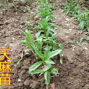 天麻苗盆栽野生