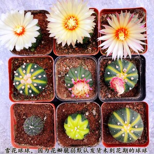 花田浪漫西瓜星兜仙人球多肉宿舍客厅阳台防辐射植物盆栽绿植易活