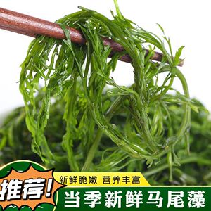 鞭炮笋新鲜海藻羊栖菜火锅凉拌菜海草火炮菜长寿菜盐渍255g马尾藻