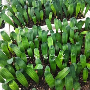 绿孔雀君子兰产品的详细参数,实时报价,价格行情,优质批发/供应等信息