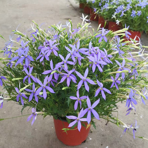 同瓣草彩星花盆栽耐晒花园花坛观赏花卉多年生花苗阳台花草植物花