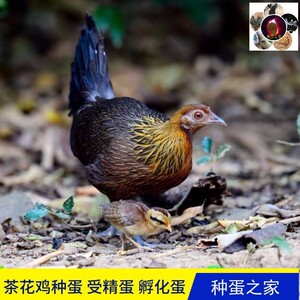 纯种白耳山茶花鸡种蛋受精蛋云南茶花鸡海南鸡蛋可孵化原鸡蛋包邮