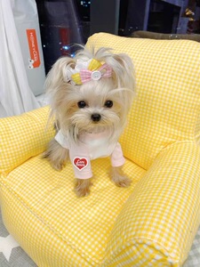 约克夏幼犬小型