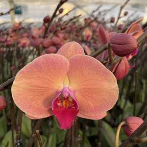 欣欣向荣蝴蝶兰复古橙色开花株 正宗对版蝴蝶兰花苗3.5寸盆栽花卉