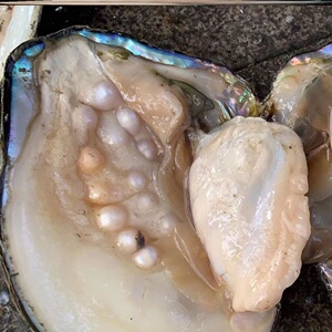 海水珍珠蚌鲜活包邮