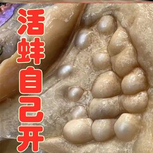 六年的海水河蚌珍珠蚌自己开鲜活多珠蚌壳开珍珠活蚌取珠自开珍珠