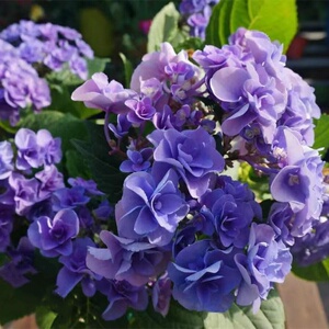 22t妖精之瞳大花绣球花苗花卉盆栽园艺植物阳台庭院春季美观容易