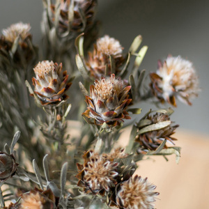 非洲果蛇皮果进口植物干燥花干花干果配草花束插花搭配装饰多头