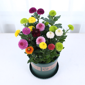 七彩乒乓菊盆栽
