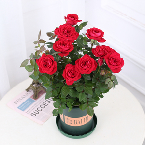 无刺玫瑰花盆栽