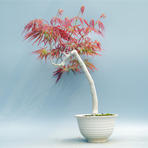 22禅意日本枝垂红叶羽毛枫微型g盆景盆栽实物老桩进口枫树原生绿